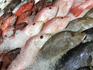 Fische, Fischfang auf Eis