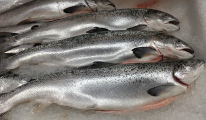 Fische, Forellen auf Eis