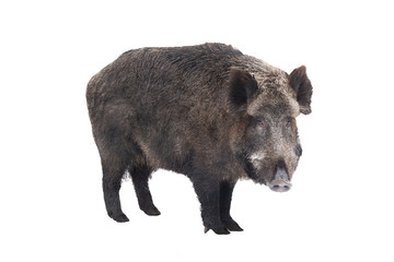 Wild boar, also wild pig, a on white background