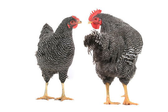 Rooster and grey hen