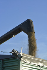 harvest in the field