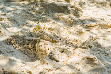 Siri caminhando na areia da praia
