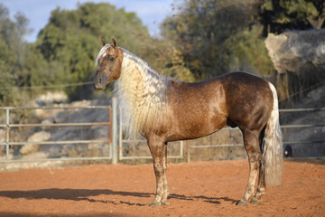 Horse freely running around the field in the farm 