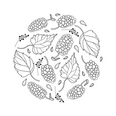 Vector round composition with outline Mulberry or Morus with ripe berry and leaf in black isolated on white background. Contour drawing of Mulberry bunch for summer design and coloring book. 