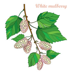 Vector branch with outline Mulberry or Morus with ripe white berry and green leaves isolated on white background. Drawing of Mulberry bunch in contour style for summer design and fresh fruit menu.