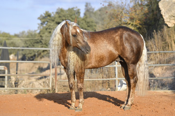 A horse on the farm