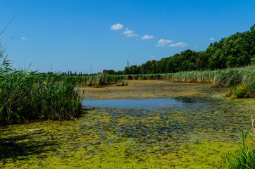 Green algae on surface of the lake