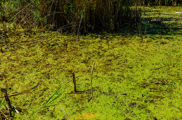 Green algae pollution on a water surface