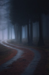path in the foggy dark forest