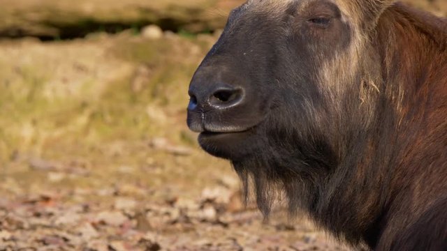 Mishmi takin (Budorcas taxicolor taxicolor)