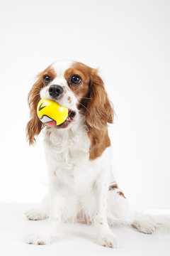 Dog with ball toy Cavalier king charles spaniel dog photo. Beautiful cute cavalier puppy dog on isolated white studio background. Trained pet photos for every concept. Cute.