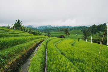 Fototapeta na wymiar Jatiluwih Reisfelder in Indonesien auf Bali