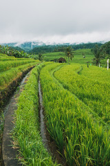 Fototapeta na wymiar Jatiluwih Reisfelder in Indonesien auf Bali