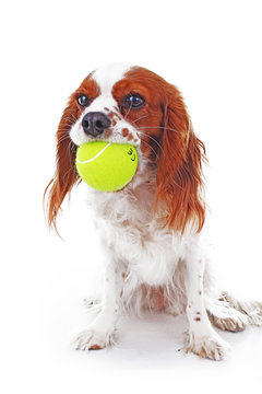 Dog with tennis ball. Cavalier king charles spaniel dog photo. Beautiful cute cavalier puppy dog on isolated white studio background. Trained pet photos for every concept. White background.