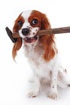 Dog with hammer Cavalier king charles spaniel dog photo. Beautiful cute cavalier puppy dog on isolated white studio background. Trained pet photos for every concept. Cute.