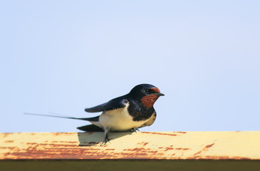 bird barn swallow sitting on a metal zherdya on the background of blue sky