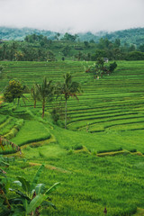 Jatiluwih Reisfelder in Indonesien auf Bali