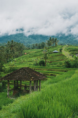 Plakat Jatiluwih Reisfelder in Indonesien auf Bali