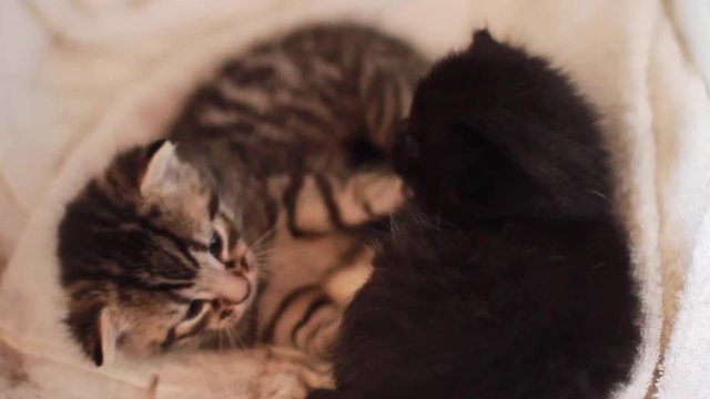 Kitten kissing and being ashamed