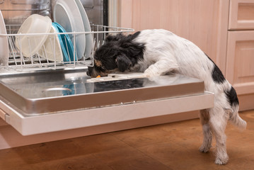 Dishwasher Dog 