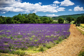 Fototapeta na wymiar lavender of Provence