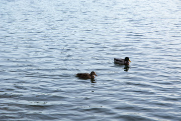 Ducks swimming along the lake