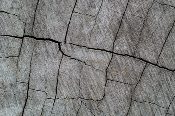 Obraz premium Wooden texture from cutted big tree