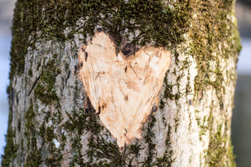 Tree with scratched heart sign