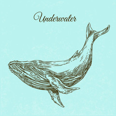 Underwater. Whale. Engraving style. Vector illustration.