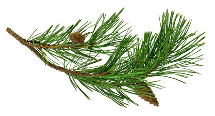 pine branch with cones, isolated without a shadow. Close-up. Christmas. New Year. © 151115