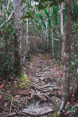 Obraz premium Bako Nationalpark in Malaysia auf Borneo