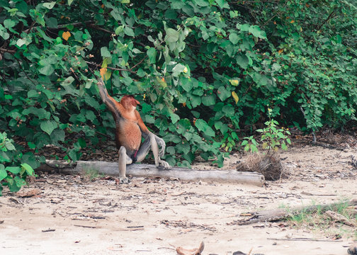 Bako Nationalpark in Malaysia auf Borneo