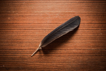 close up luxury black feather on wood table