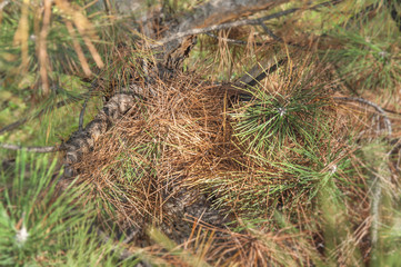 Green and orange pine tree part on sunny day in the city street