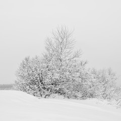 Snowy frozen landscape of sunrise on lakeside with trees
