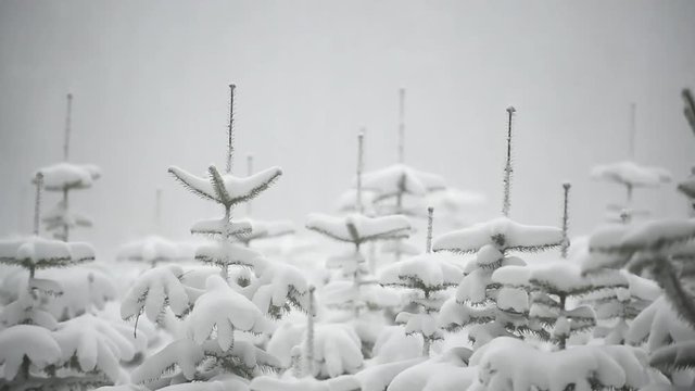 Wald mit Tannenbaeumen bei dichtem Schneefall - Zoom in