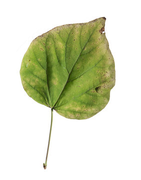 Green isolated leaf with yellow dot tree plant on white background
