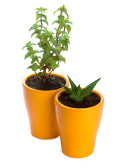 succulents plant in pot on white background