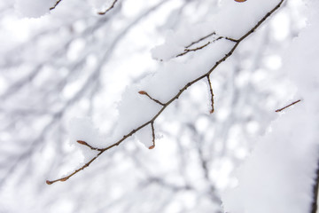 tree branches covered with snow 