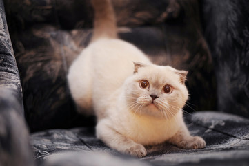 The British Shorthair cats sit on the soft armchair in the room