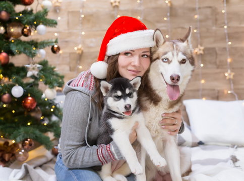 Woman, dog and puppy husky, Christmas tree, hat