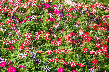 Fototapeta premium Flowering petunias on display.