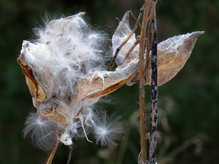 Milkweed Pod 1