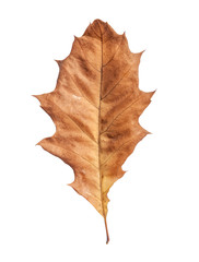 Naklejka na ściany i meble Leaf brown from dry autumn garden tree isolated on white background