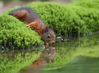 Squirrel drinking water from the pond