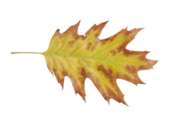 Leaf yellow isolated maple isolated on white like eco planet symbol