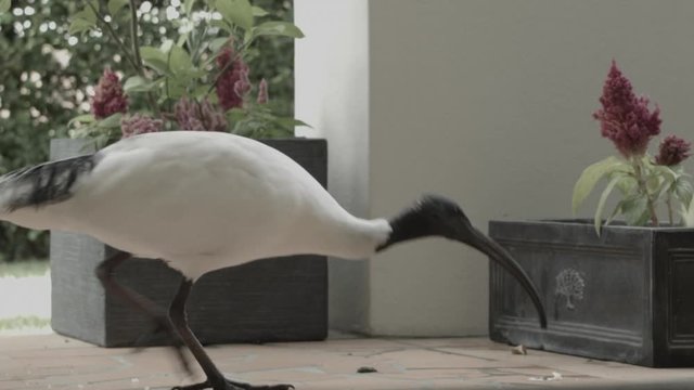 inquisitive ibis bird