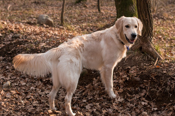 Golden Retriever