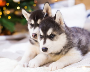 Animals. Two puppy Husky, Christmas tree, close up