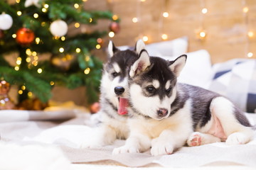 Animals. Two puppy Husky, Christmas tree, close up